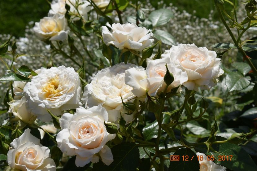  - TRANDAFIRI DE POVESTE I