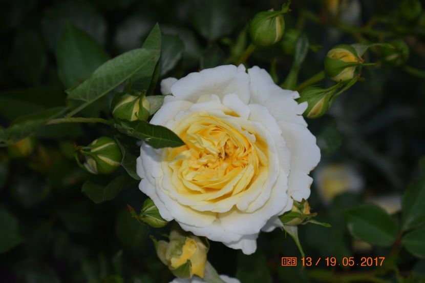  - TRANDAFIRI DE POVESTE I