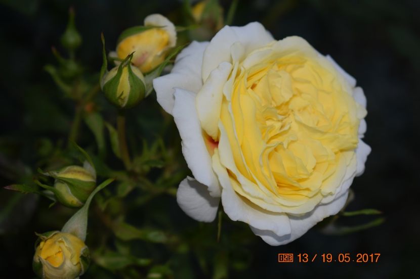  - TRANDAFIRI DE POVESTE I