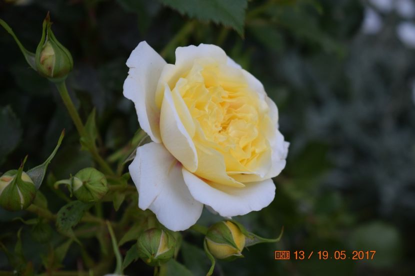  - TRANDAFIRI DE POVESTE I