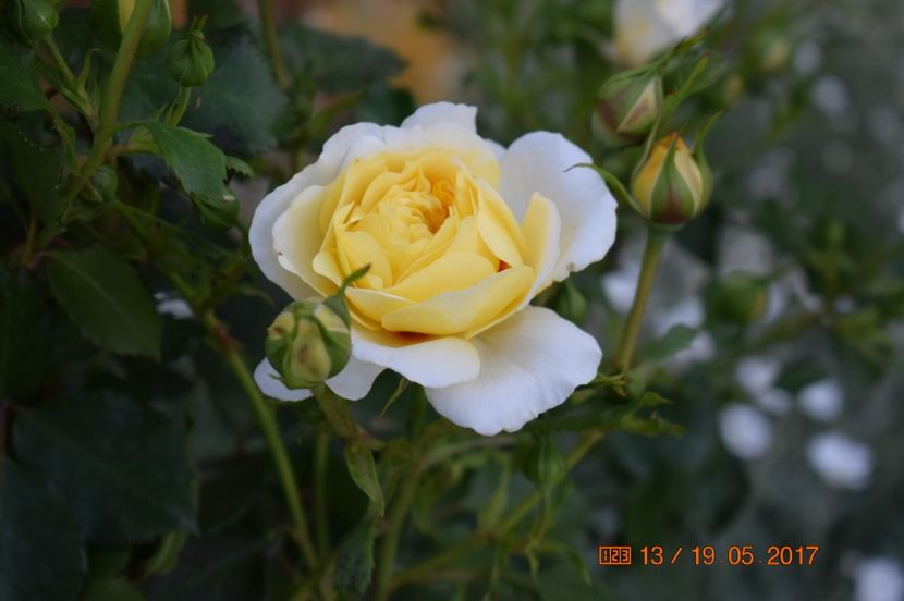  - TRANDAFIRI DE POVESTE I