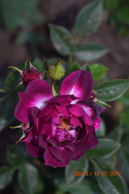  - TRANDAFIRI DE POVESTE I