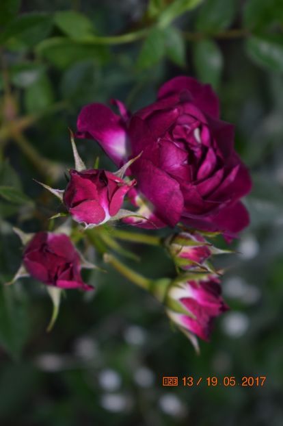  - TRANDAFIRI DE POVESTE I