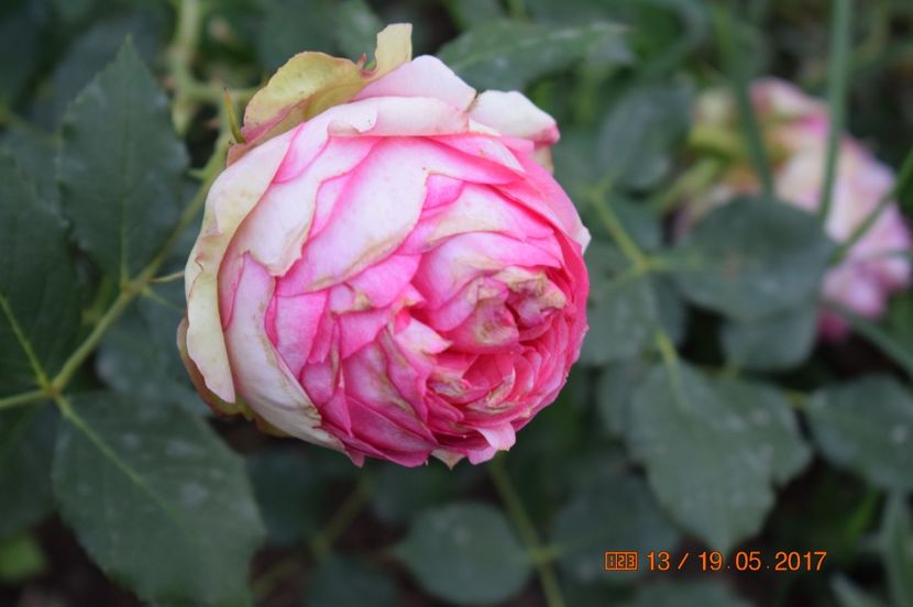  - TRANDAFIRI DE POVESTE I