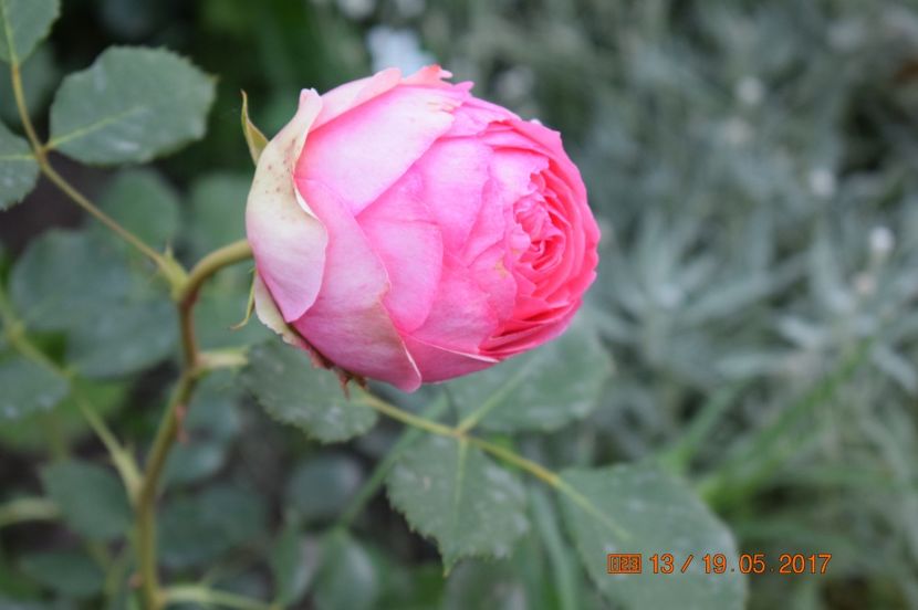  - TRANDAFIRI DE POVESTE I