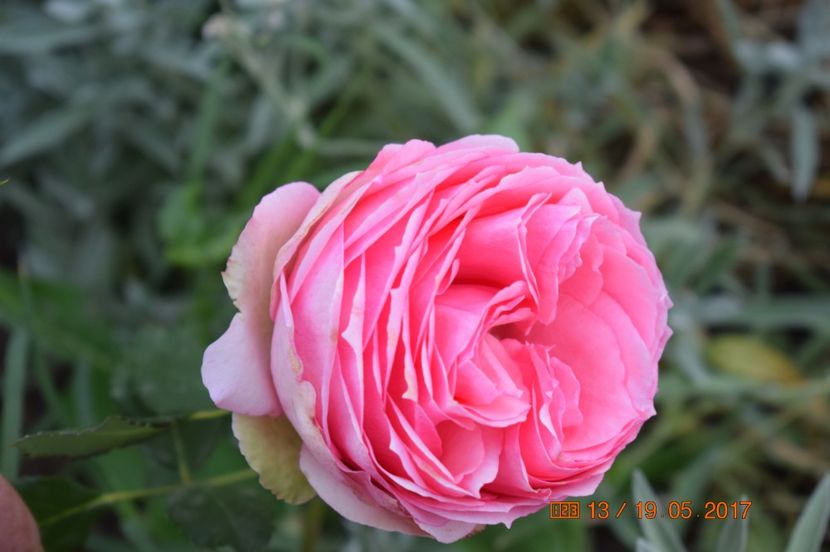  - TRANDAFIRI DE POVESTE I