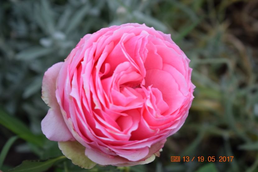  - TRANDAFIRI DE POVESTE I