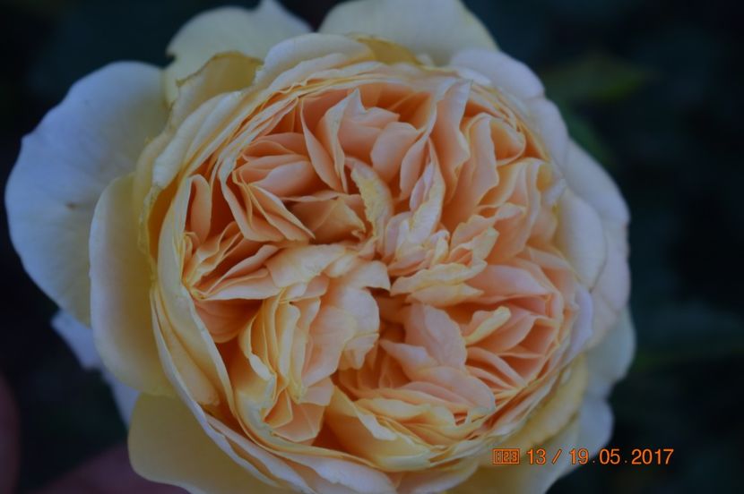  - TRANDAFIRI DE POVESTE I