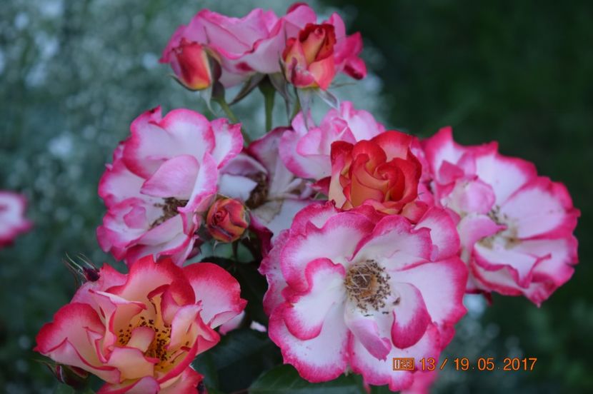  - TRANDAFIRI DE POVESTE I