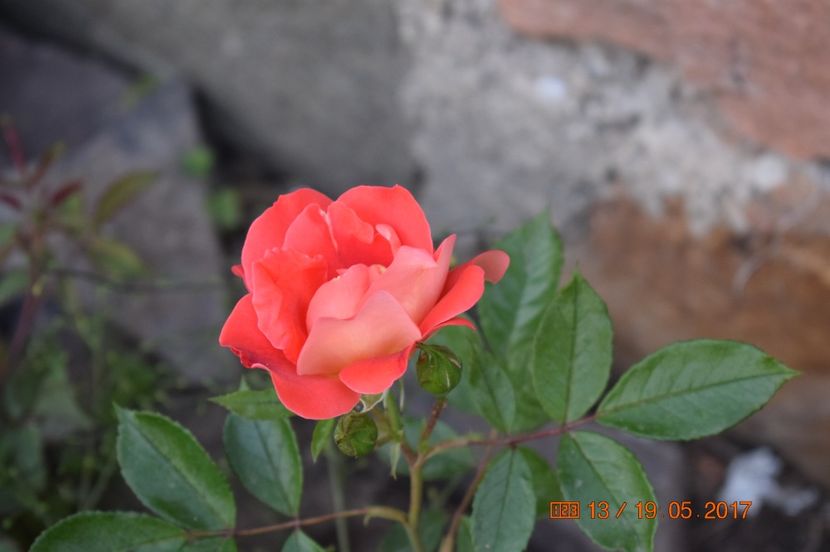  - TRANDAFIRI DE POVESTE I