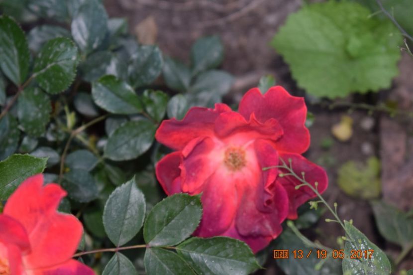  - TRANDAFIRI DE POVESTE I