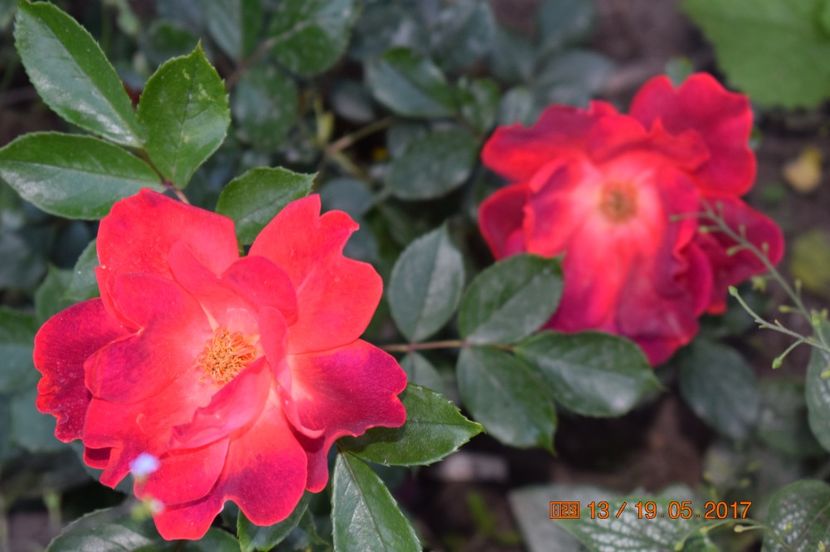  - TRANDAFIRI DE POVESTE I