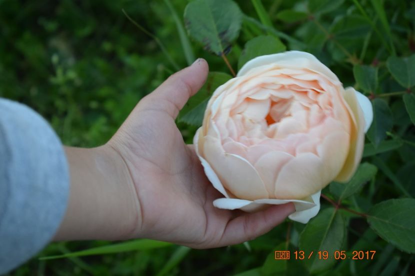  - TRANDAFIRI DE POVESTE I