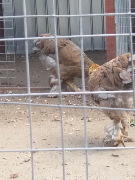  - Brahma Varietăţii pt 2018