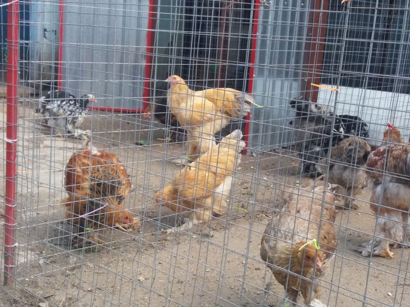  - Brahma Varietăţii pt 2018