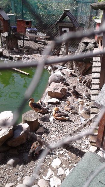 Tineret 2017 - Gisca Fluieratoare Galbena