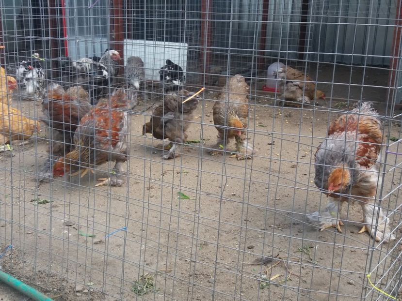  - Brahma Varietăţii pt 2018