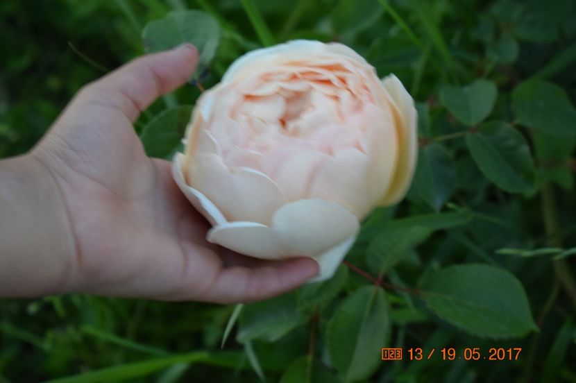  - TRANDAFIRI DE POVESTE I