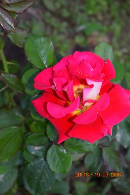  - TRANDAFIRI DE POVESTE I