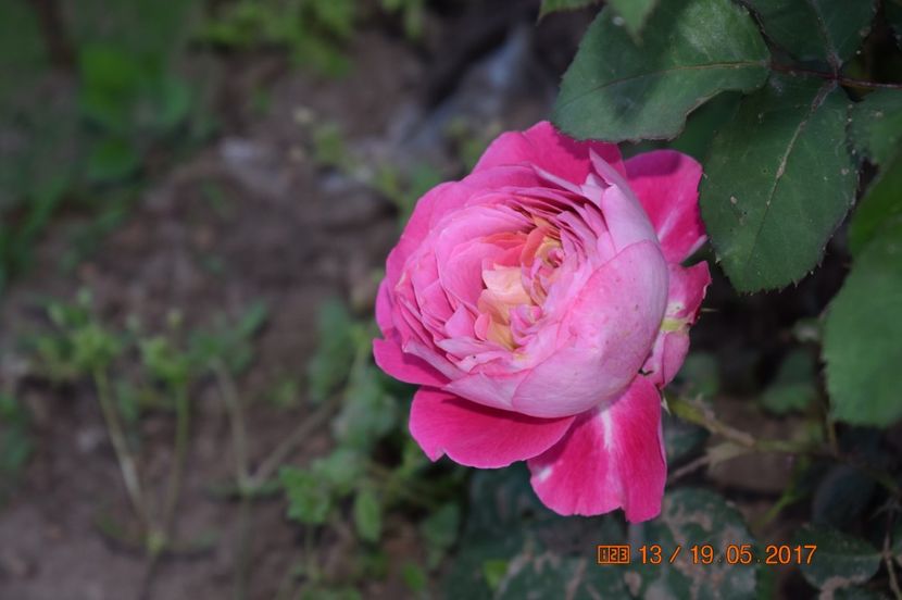  - TRANDAFIRI DE POVESTE I