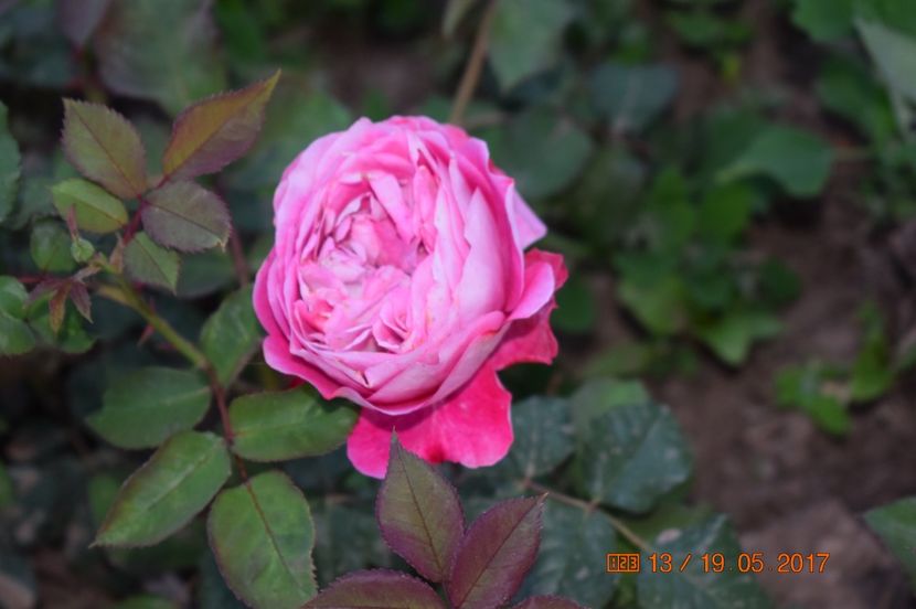  - TRANDAFIRI DE POVESTE I