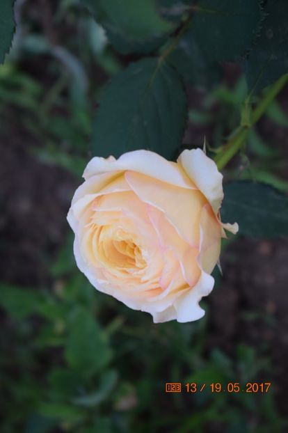  - TRANDAFIRI DE POVESTE I