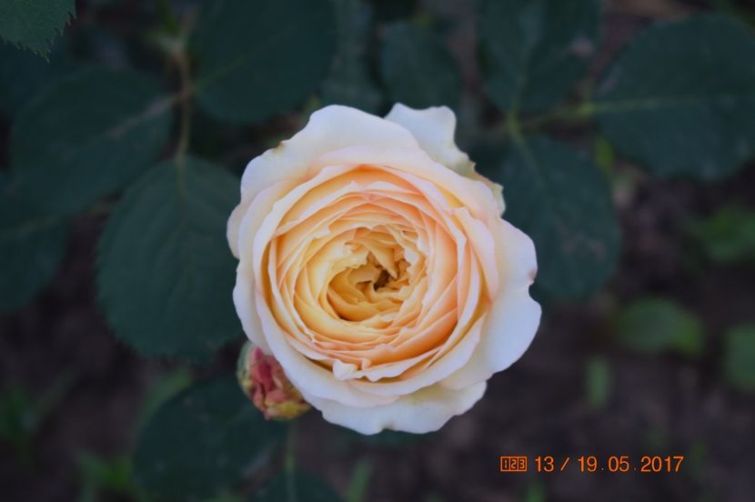  - TRANDAFIRI DE POVESTE I