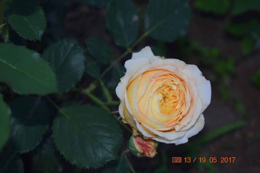  - TRANDAFIRI DE POVESTE I