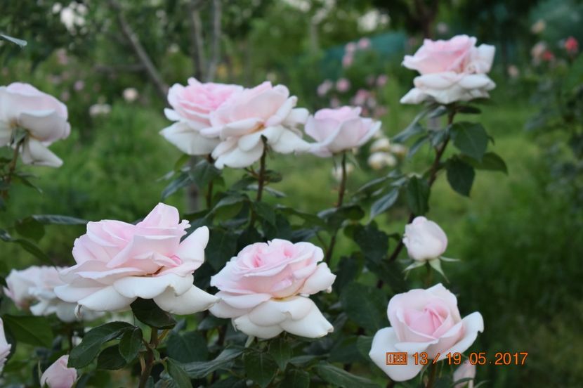  - TRANDAFIRI DE POVESTE I