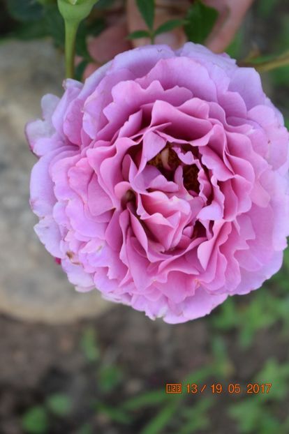  - TRANDAFIRI DE POVESTE I