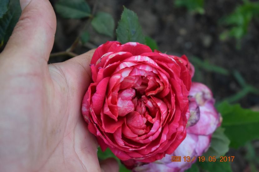  - TRANDAFIRI DE POVESTE I