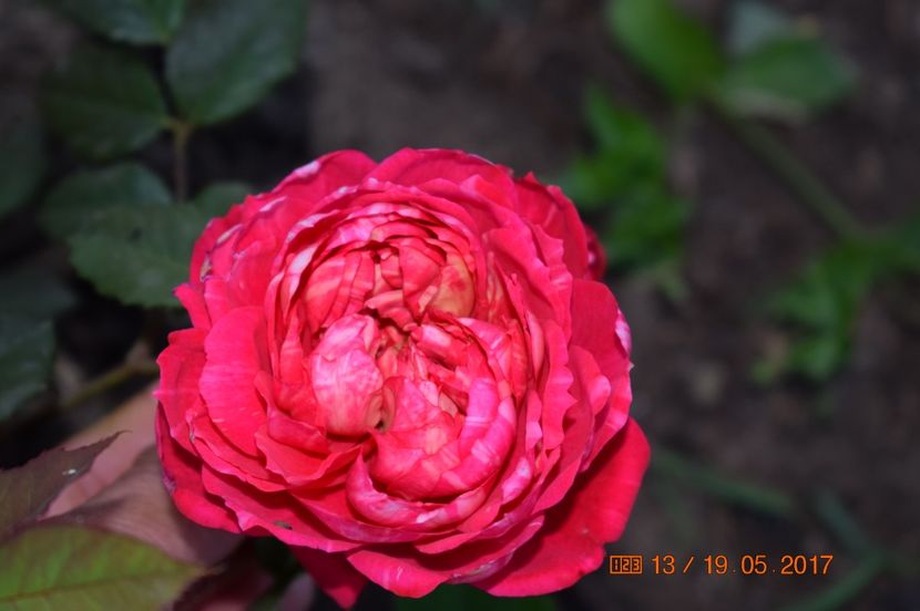  - TRANDAFIRI DE POVESTE I