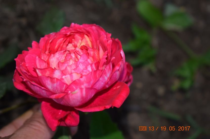  - TRANDAFIRI DE POVESTE I