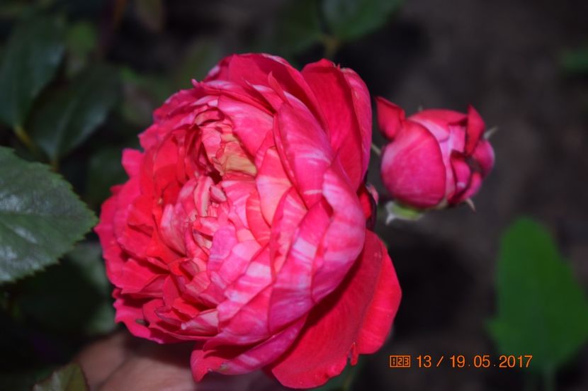  - TRANDAFIRI DE POVESTE I