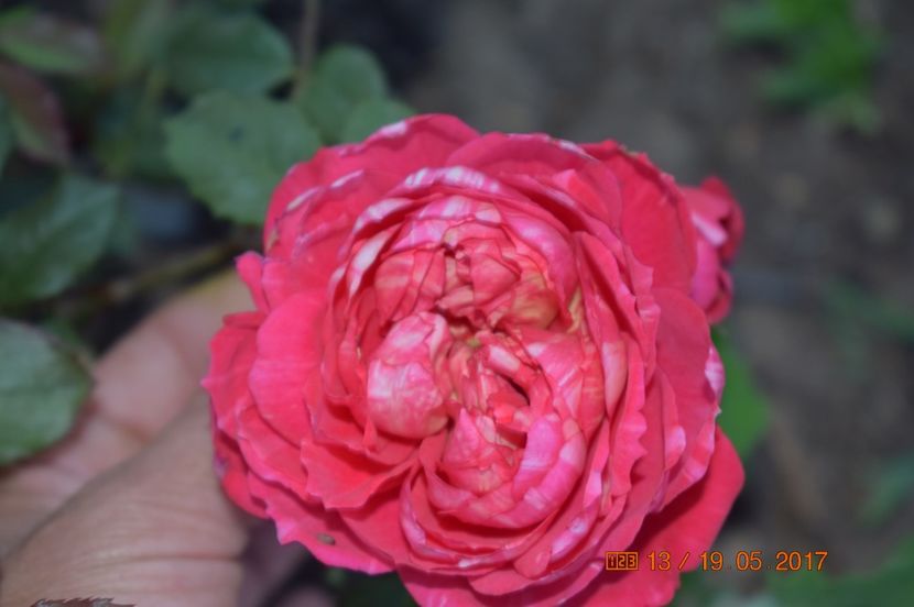  - TRANDAFIRI DE POVESTE I