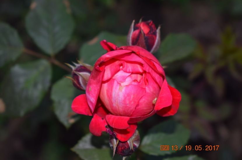  - TRANDAFIRI DE POVESTE I