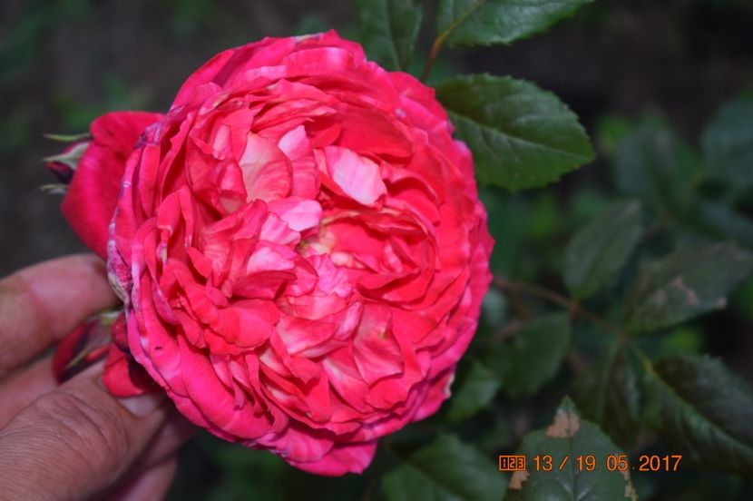  - TRANDAFIRI DE POVESTE I