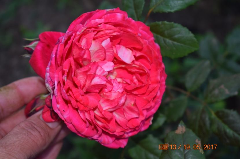  - TRANDAFIRI DE POVESTE I