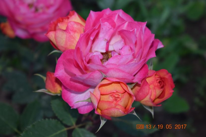  - TRANDAFIRI DE POVESTE I