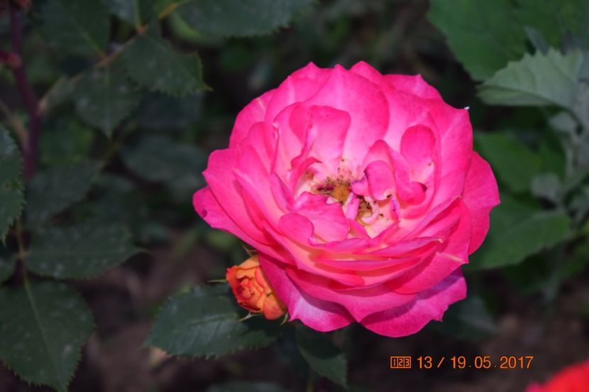  - TRANDAFIRI DE POVESTE I