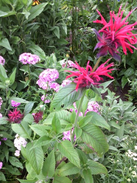  - 01-Flori din curtea mea 2017