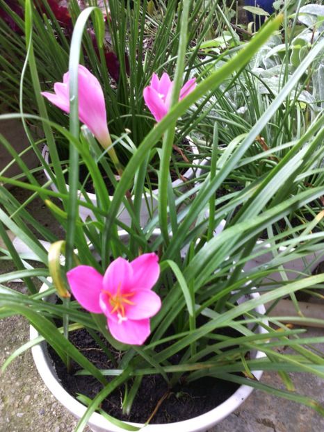  - 01-Flori din curtea mea 2017