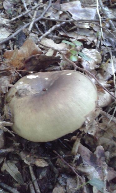  - Vinetica unsuroasa