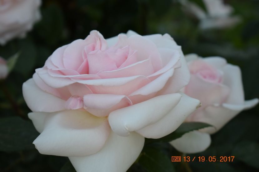  - TRANDAFIRI DE POVESTE I