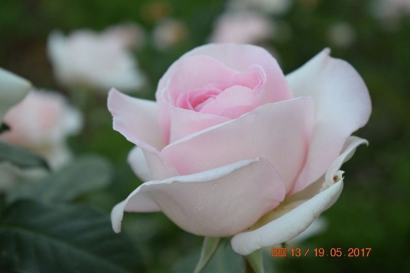  - TRANDAFIRI DE POVESTE I