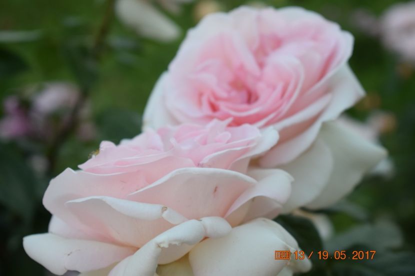  - TRANDAFIRI DE POVESTE I