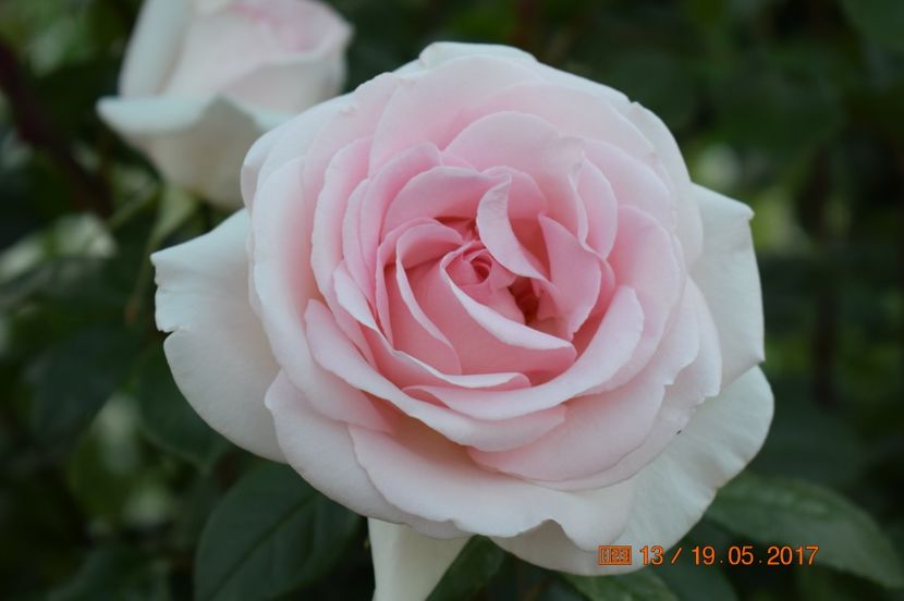  - TRANDAFIRI DE POVESTE I