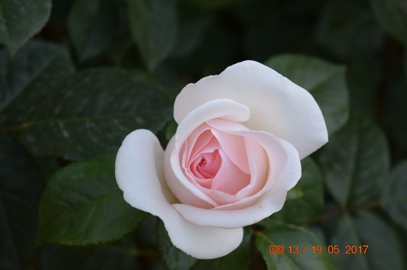  - TRANDAFIRI DE POVESTE I