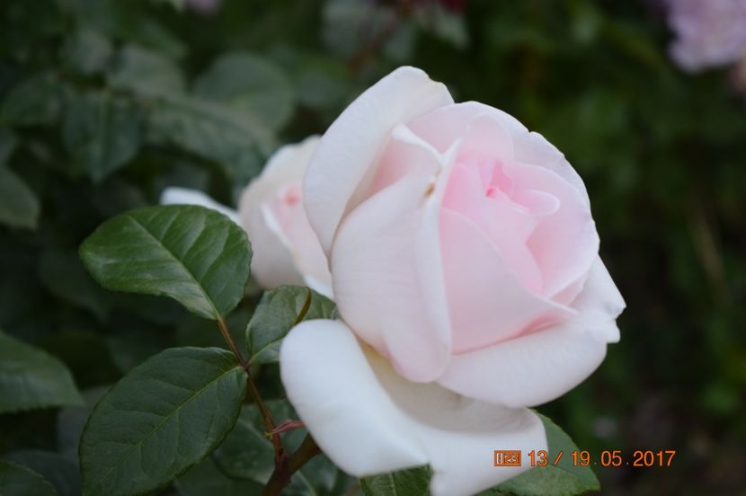  - TRANDAFIRI DE POVESTE I