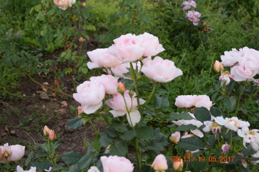  - TRANDAFIRI DE POVESTE I